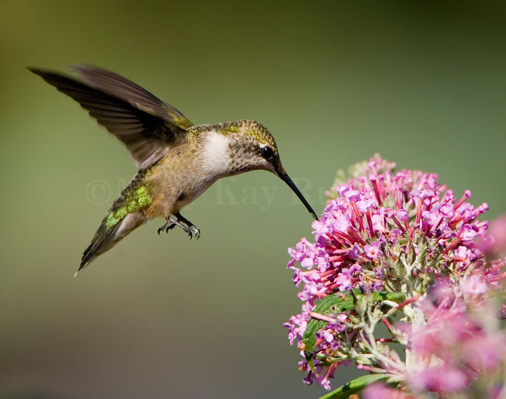 Ruby-throated hummingbird _H9G3800.jpg