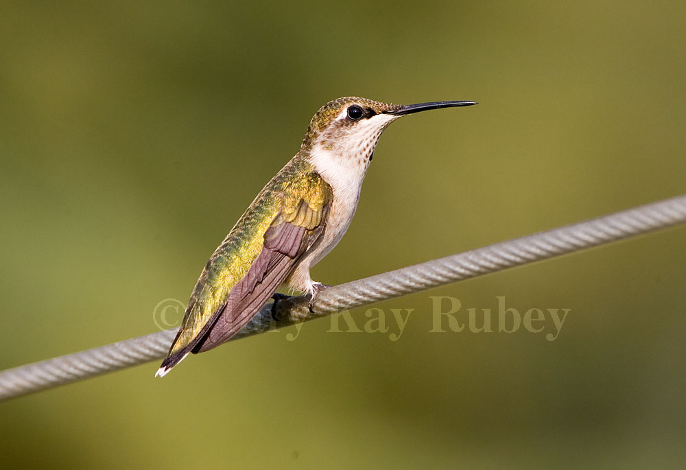 Ruby-throated hummingbird juv male _S9S6757.jpg