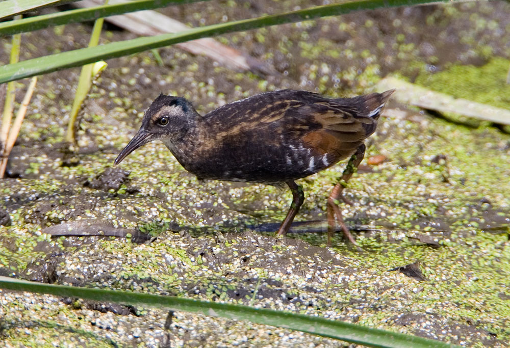 Virginia rail juvenile _S9S6183.jpg