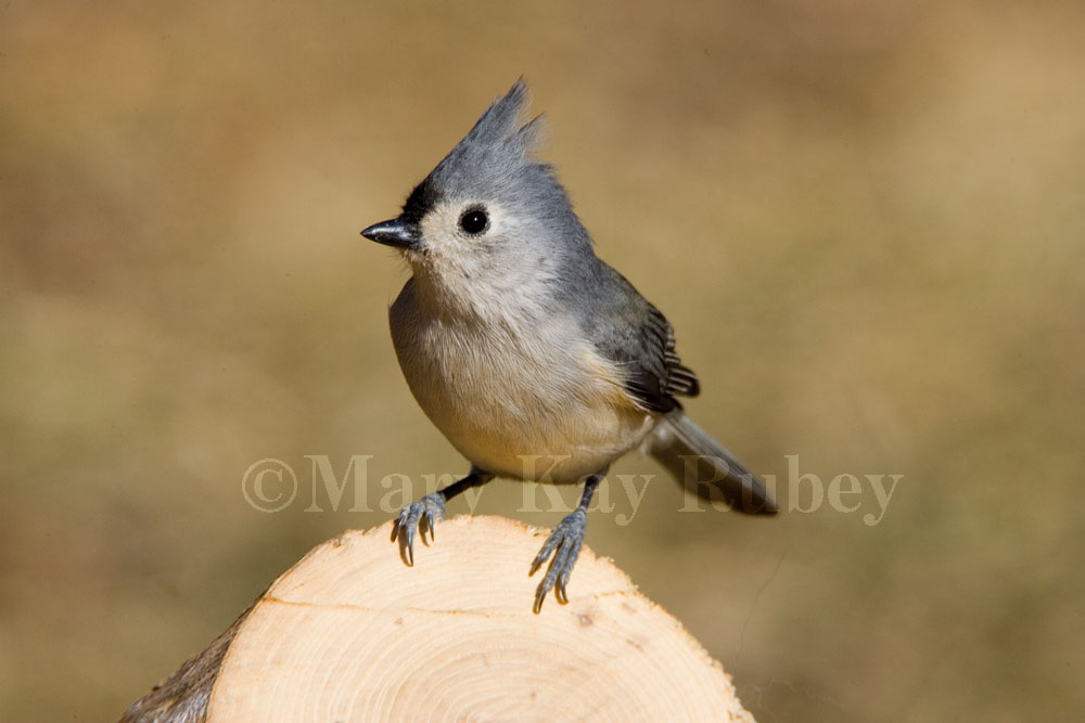 Tufted Titmouse _H9G4372.jpg