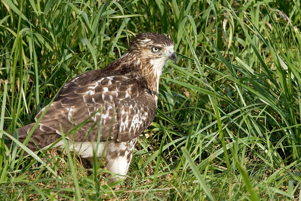 Red-tailed Hawk juv _S9S5140.jpg