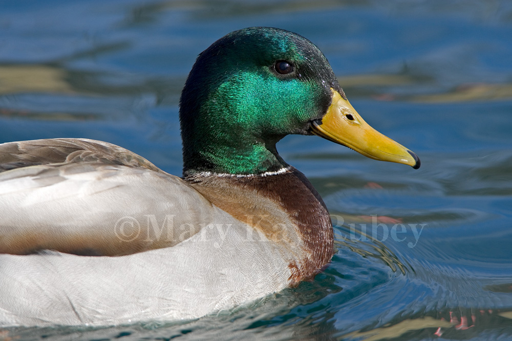 Mallard _H9G2542.jpg