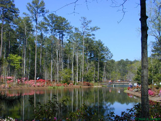 Callaway Gardens Azlea Bowel