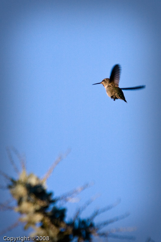 Hummingbird (3563)