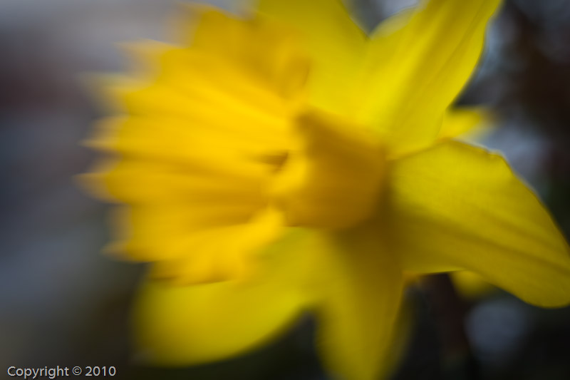 Daffodil (03698)