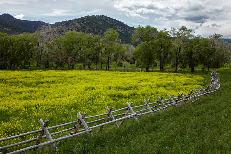 Colorful Field - Western Montana