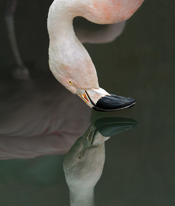 A Narcissistic Flamingo