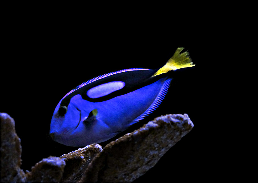 Fish in tank