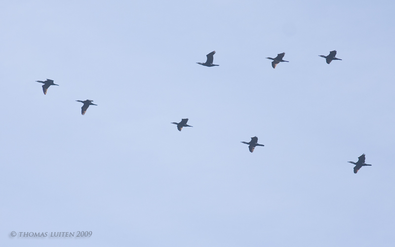 Aalscholver / Cormorant
