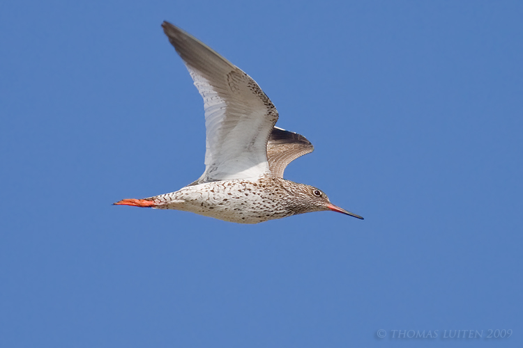 Tureluur / Redshank