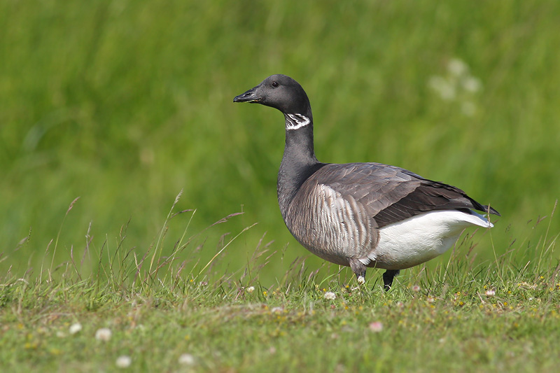 Rotgans / Brent Goose