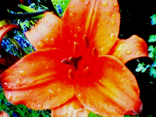 coldsummerflowers2001.jpg