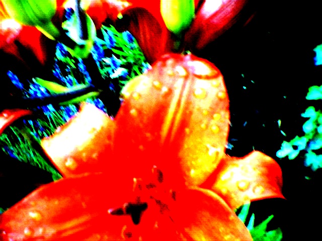 coldsummerflowers2002.jpg