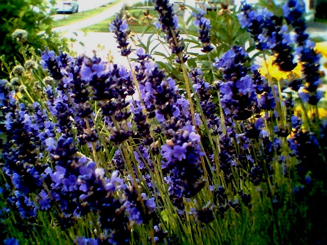 coldsummerflowers2005.jpg