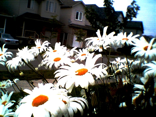 coldsummerflowers2006.jpg