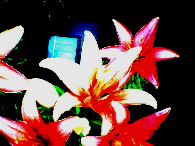 coldsummerflowers2008.jpg