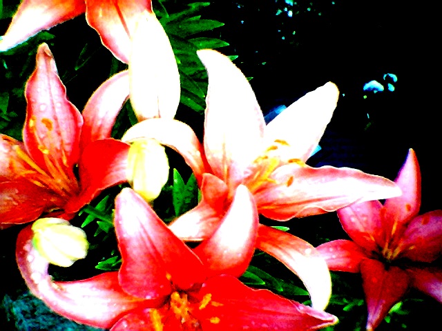 coldsummerflowers2011.jpg