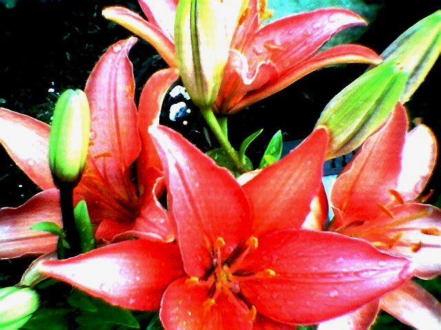 coldsummerflowers2014.jpg