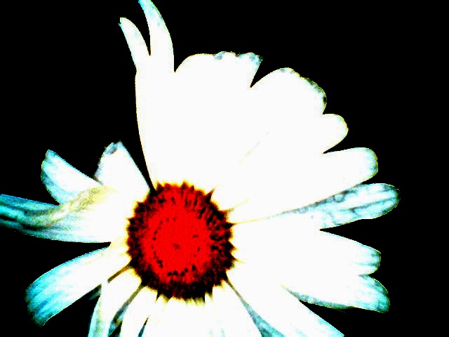 coldsummerflowers2015.jpg