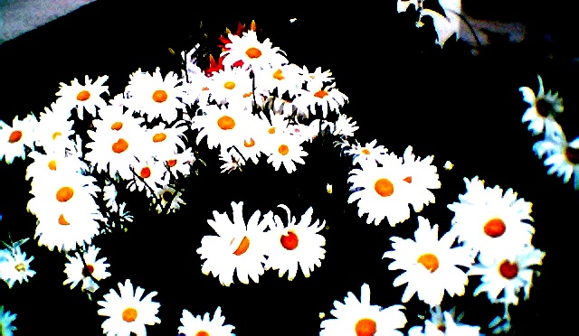 coldsummerflowers2020.jpg