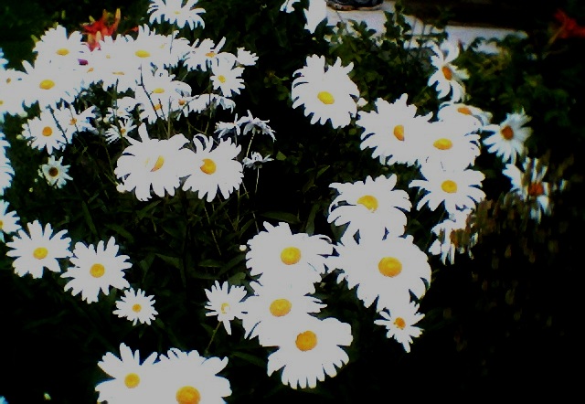 coldsummerflowers2022.jpg