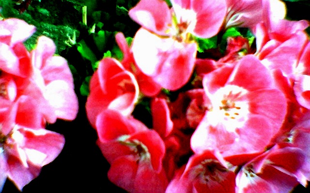 coldsummerflowers2024.jpg