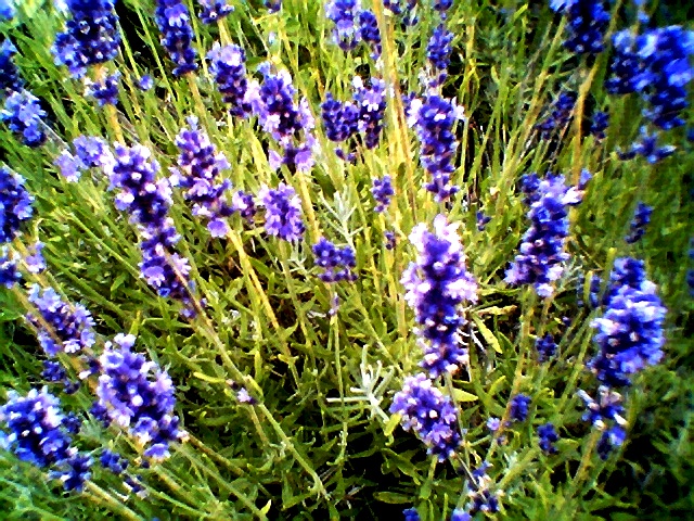 summercoldfrontflowers005.jpg