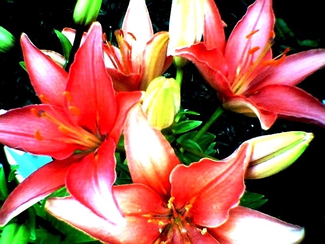 summercoldfrontflowers013.jpg