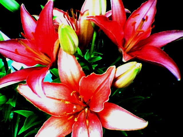 summercoldfrontflowers015.jpg