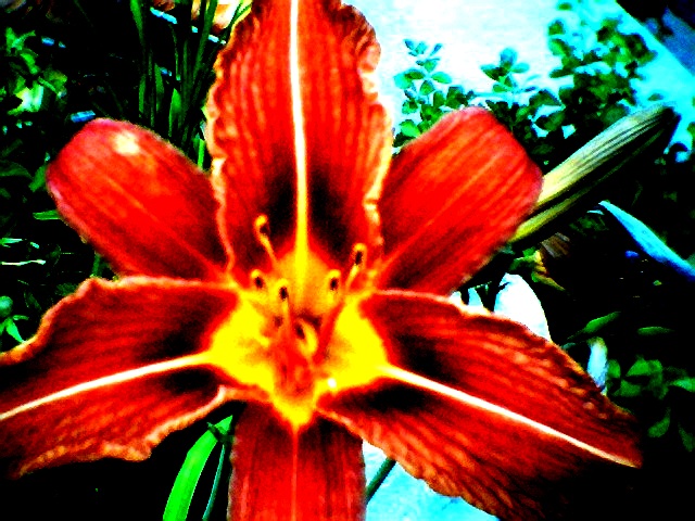 summercoldfrontflowers022.jpg