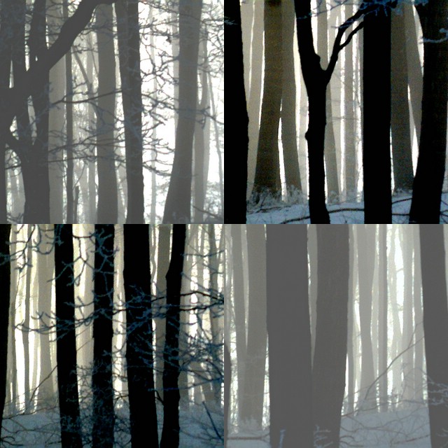 collage2.jpg