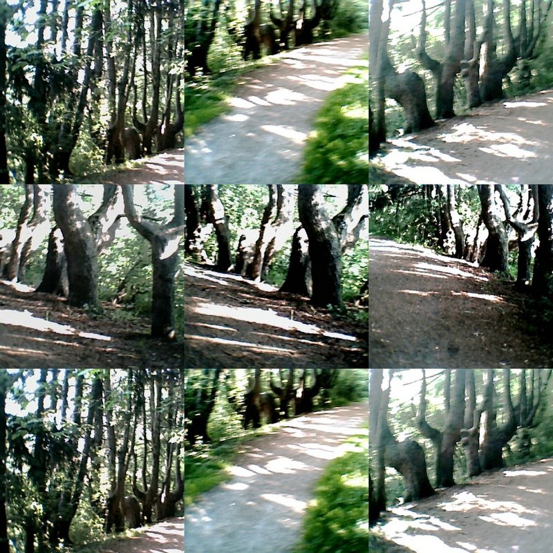 collage8.jpg
