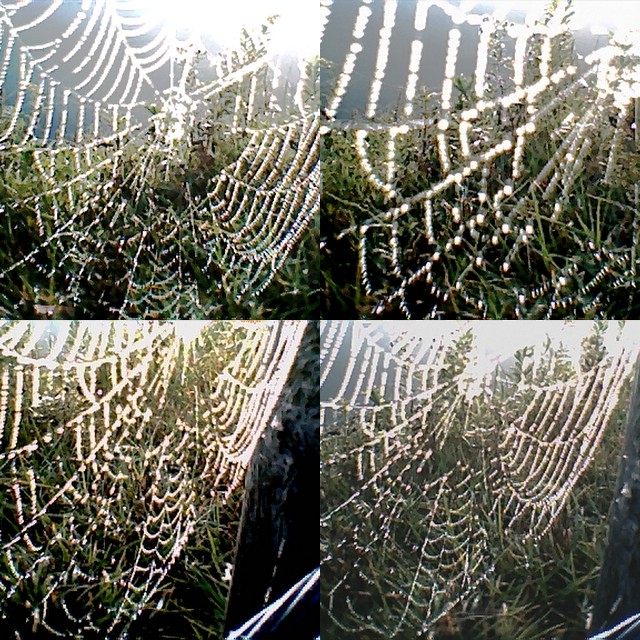collage10.jpg