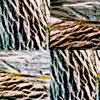 collage12.jpg