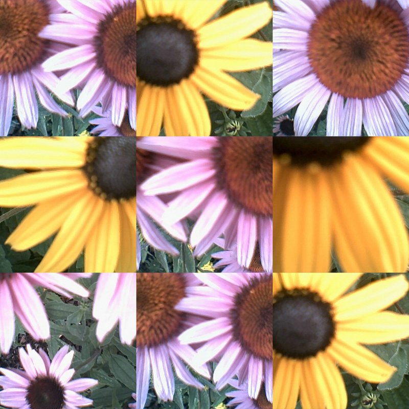 collage27.jpg