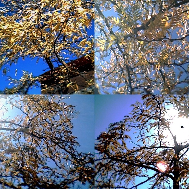 collage40.jpg
