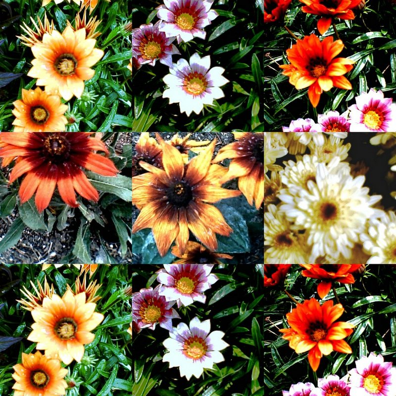 collage42.jpg