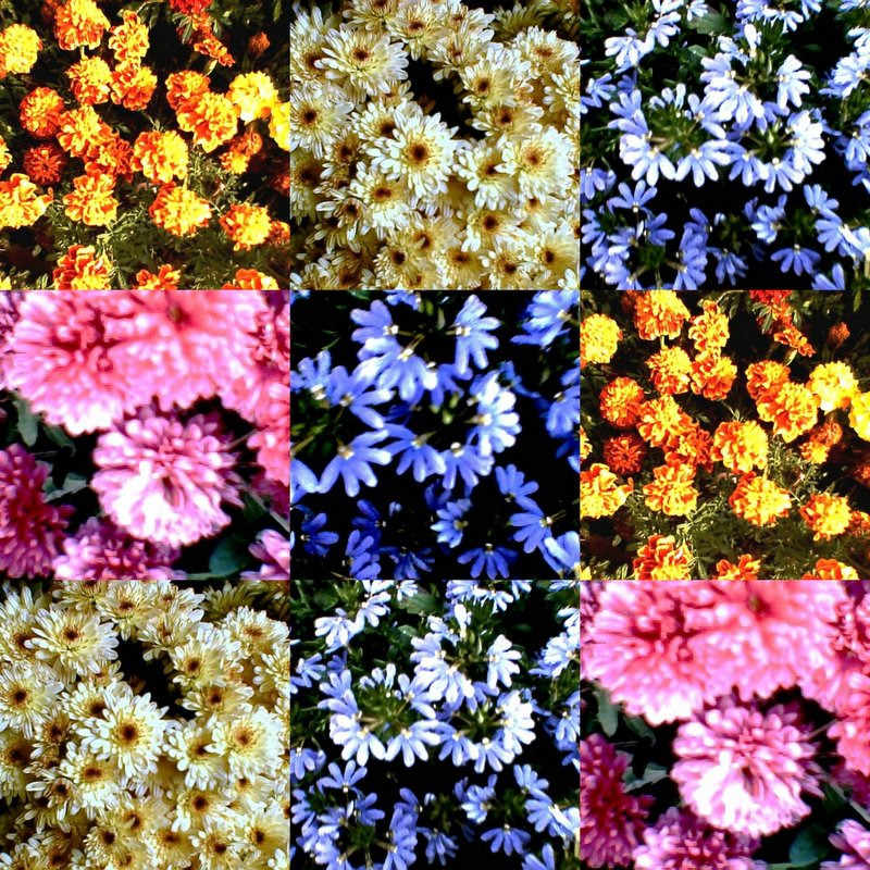 collage45.jpg