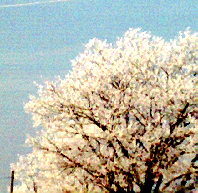 Photo006.jpg