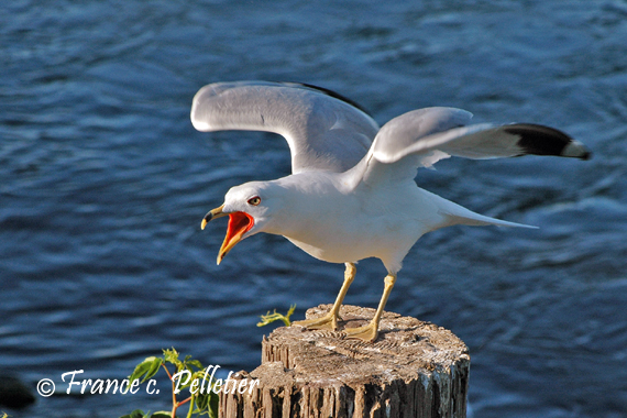 Goland bec cercl_DSC_6590.jpg