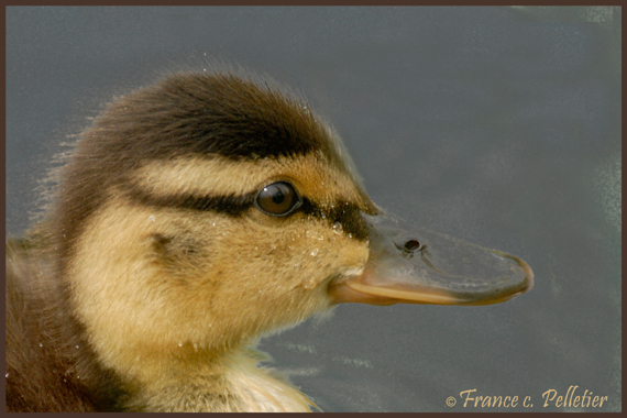 Bebe Canard Colvert Dsc09 Jpg Photo France Pelletier Photos At Pbase Com