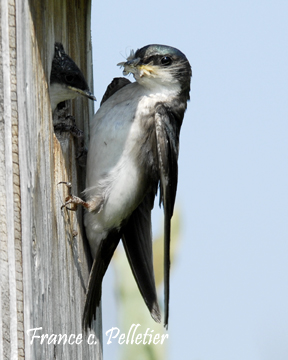 Hirundinids: Hirondelle bicolore,