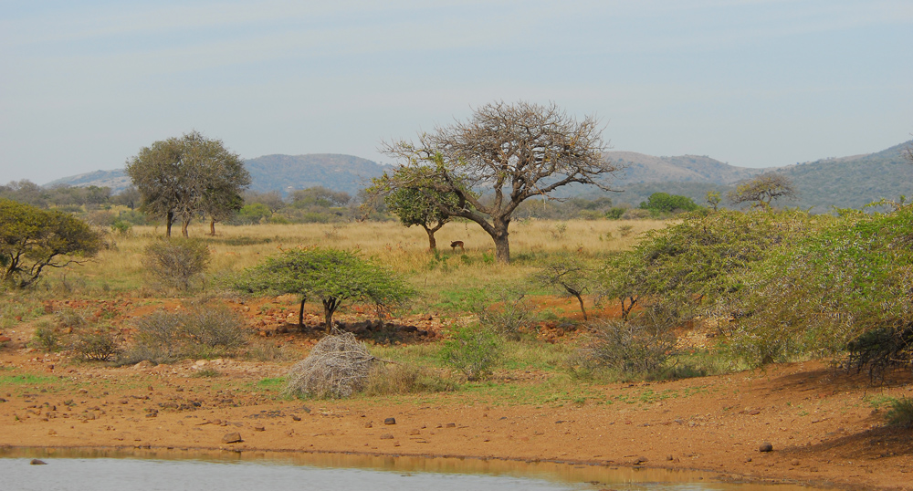 Hluhluwe Game reserve