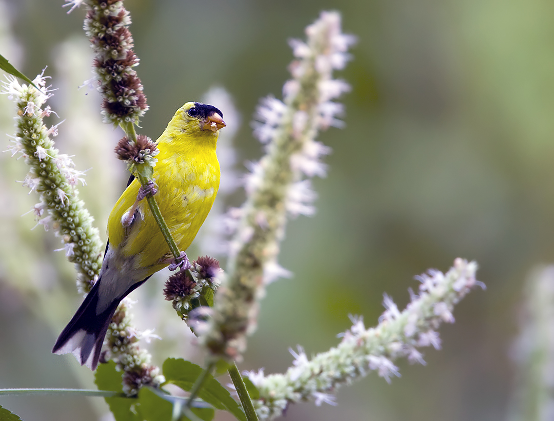 American Goldfinch