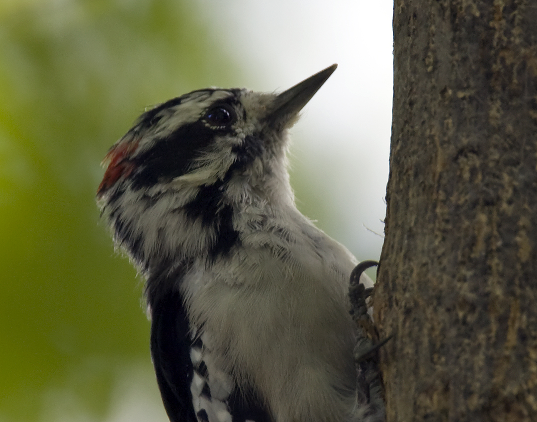 Downy Woodpecker male