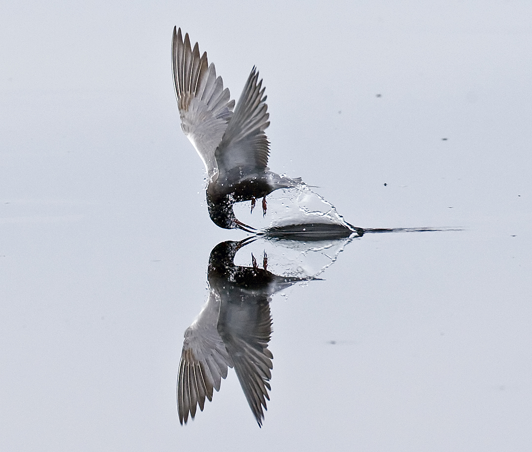 Black Tern Feeding 5323