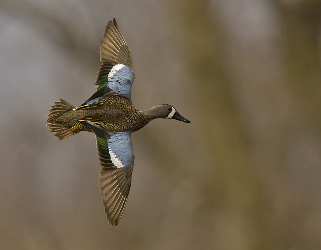 Blue-winged Teal 3873