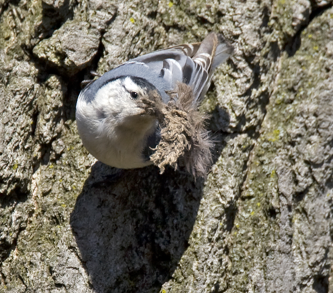 White-breasted Nuthatch with nesting material 3951