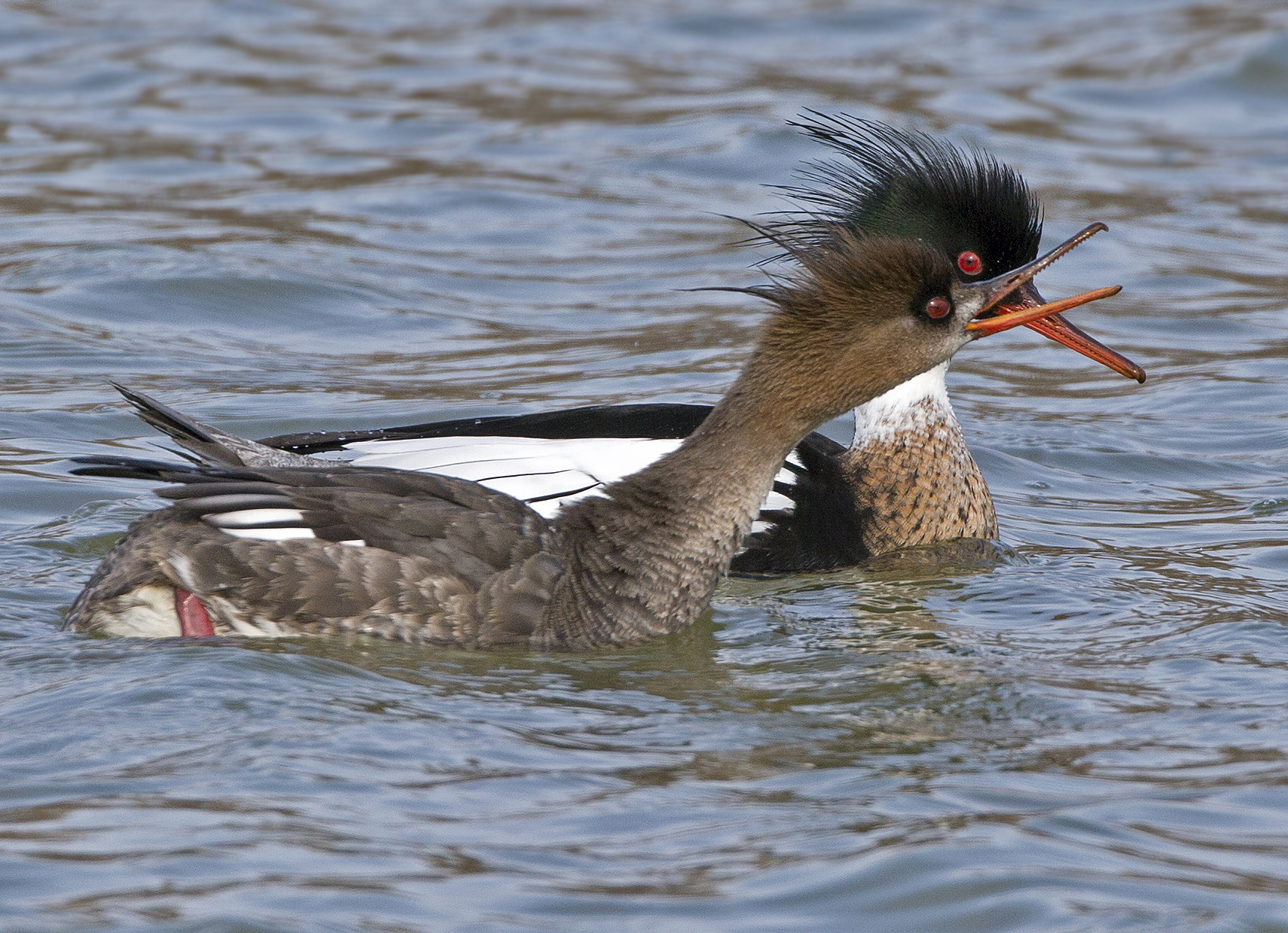 Red-breasted Merganser couple