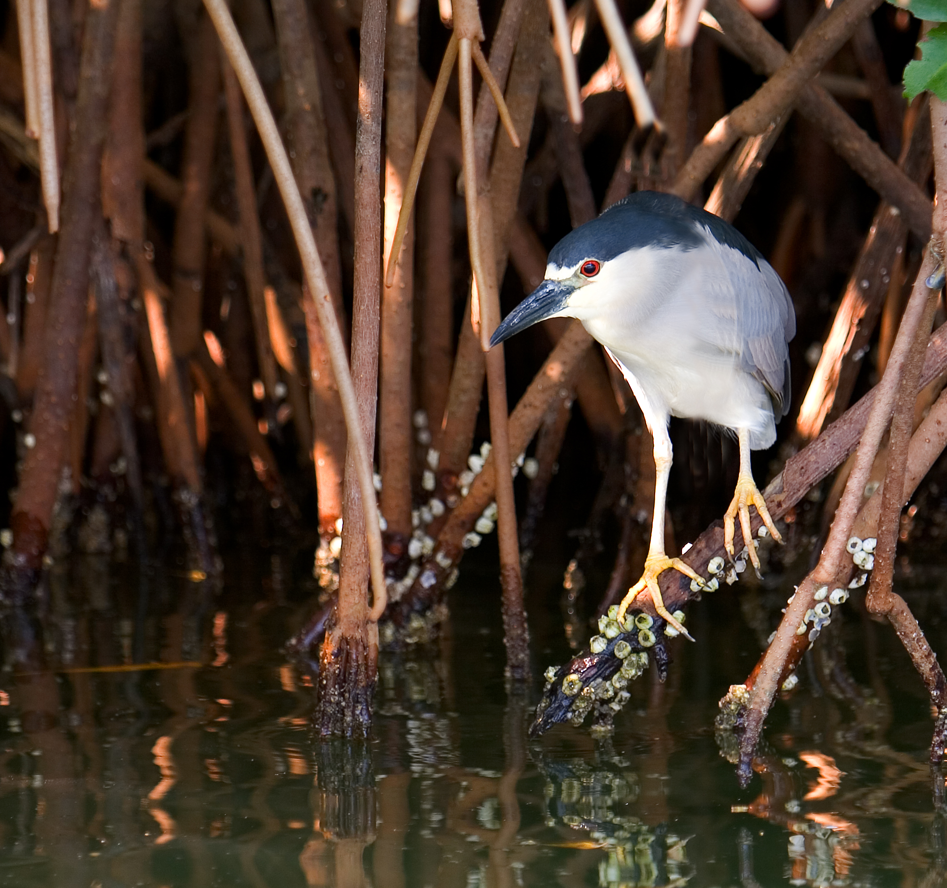 Black Crowned Night Heron